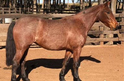 Lote PACIFICA PAULISTA BZ