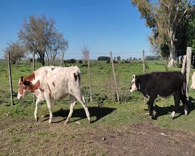Lote (Vendido)4 Terneros 1 HE,  1 RA X HE,  1 NO X HO,  1 AA X HE 170kg - , Colonia