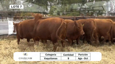 Lote Vaquillonas PC Paridas