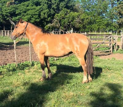 Lote COE LINGERA