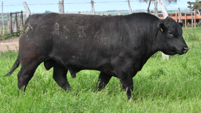 Lote 19 - La Colorada Aberdeen Angus