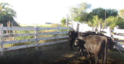 Lote 4 Novillos en Colonia