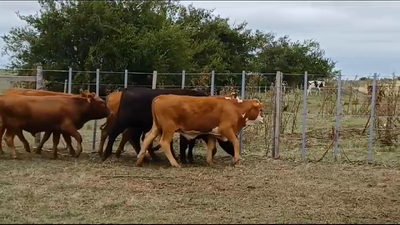 Lote (Vendido)6 Terneros y Terneras RA - AA/ HE - 1 AA 200kg -  en CUEVA DEL TIGRE