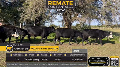 Lote 17 Vacas de Invernada en Otra Localidad, Soriano