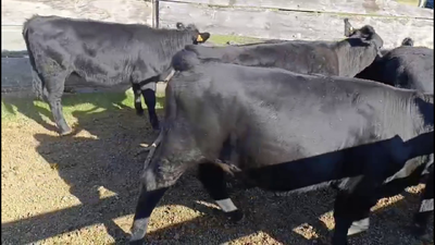 6 Terneras Angus  209kg - , Colonia