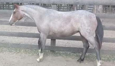 Lote Paulista Altanera