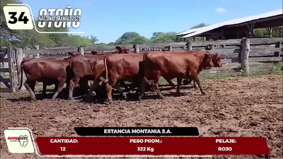 Lote LOTE 34