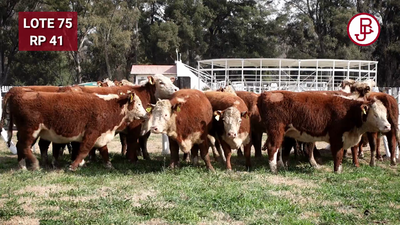 Lote Vaquillonas PR Polled Hereford Preñadas Parición Otoño