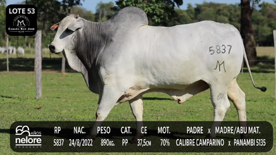 Lote LOTE 53