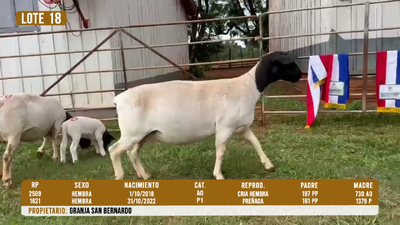 Lote LOTE 18