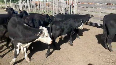 Lote 11 Terneros ANGUS Y CRUZA 130kg - , San José