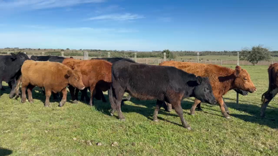 Lote 161 Novillos 2 a 3 años en Paso del Rey Yí, Florida