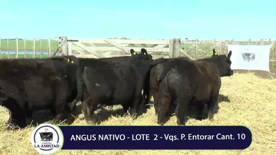 Lote Vaquillona para entorar