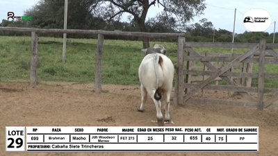 Lote Lote 29