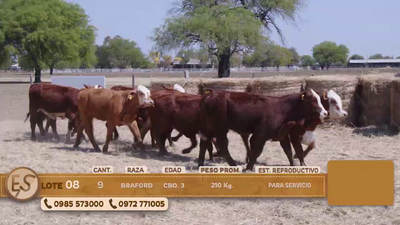 Lote Terneras Cbo 3 BRANGUS