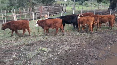 Lote TERNEROS