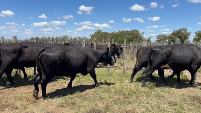 Lote 8 Vacas preñadas