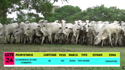 Lote LOTE 24 - 60 VAQUILLAS CBO 1