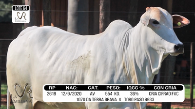 Lote LOTE 64