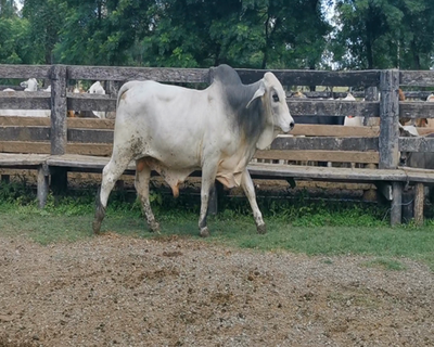 Lote Toro Brahman