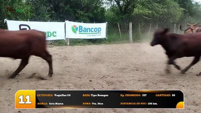 Lote Vaquillas C4