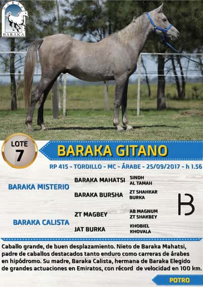 Lote BARAKA GITANO