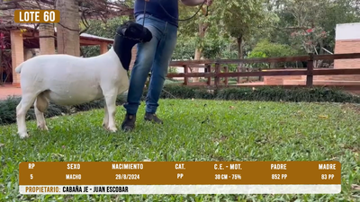 Lote LOTE 60