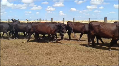 Lote 60 Vacas preñadas en Chapicuy, Paysandú