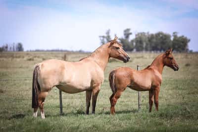 Lote Solapa Del Chafalote