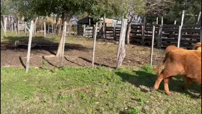 Lote TERNEROS