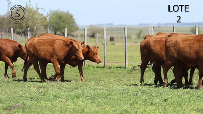 Lote VACAS RED ANGUS