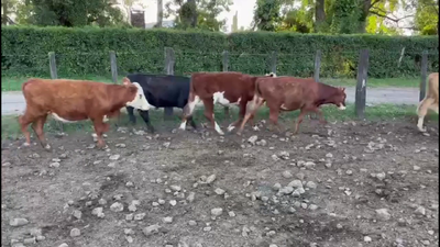 Lote TERNEROS.