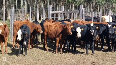 Lote TERNEROS