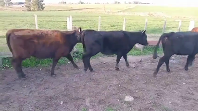 Lote 8 TERNERAS