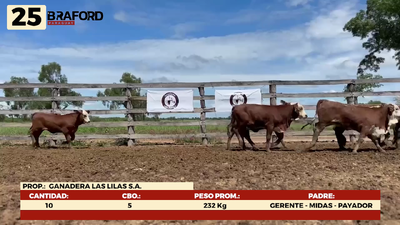 Lote LOTE 25- POR PANTALLA