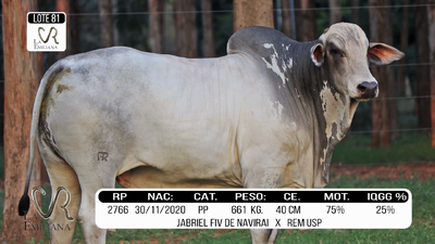 Lote LOTE 81