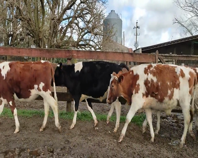 Lote (Vendido)10 Novillos 1 a 2 años 6 HO,  4 HO XCH 364kg - , Colonia