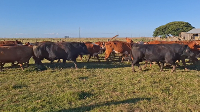 Lote 216 Piezas de cría en Treinta y Tres