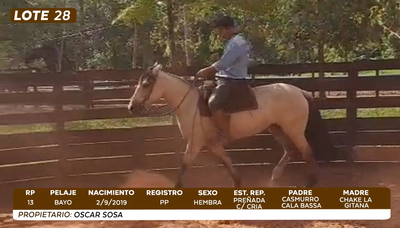 Lote LOTE 28- CAMPO