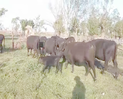 Lote 13 Vacas CUT paridas  en <Buenos Aires, Pehuajó