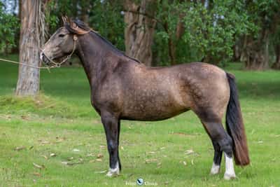 Lote JAGUEL YAKOTA