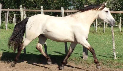 Lote Farolito La Invernada