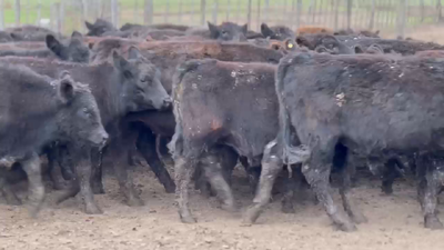 Lote 72 Terneros