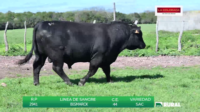 Lote TOROS BLACK ANGUS