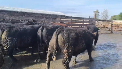 Lote 20 Novillo Gordo en Los Ángeles, VIII Región Biobío