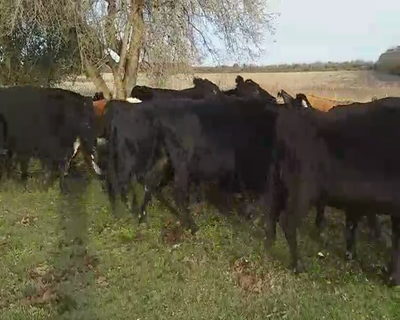 Lote 27 Vacas usadas preñadas en Villaguay, Entre Ríos