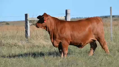 Lote Hembras