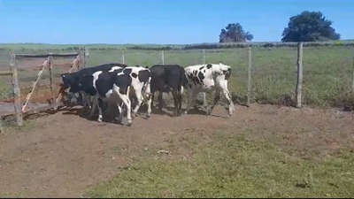 Lote (Vendido)7 Terneros Holando HOLANDO 190kg -  en PASO HOSPITAL