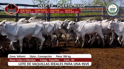 Lote Insp 19