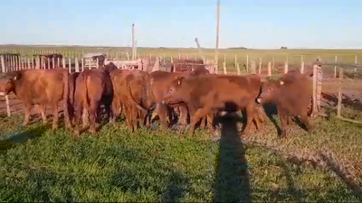 Lote (Vendido)10 Vaquillonas 1 a 2 años ANGUS COLORADAS 335kg -  en AGRACIADA